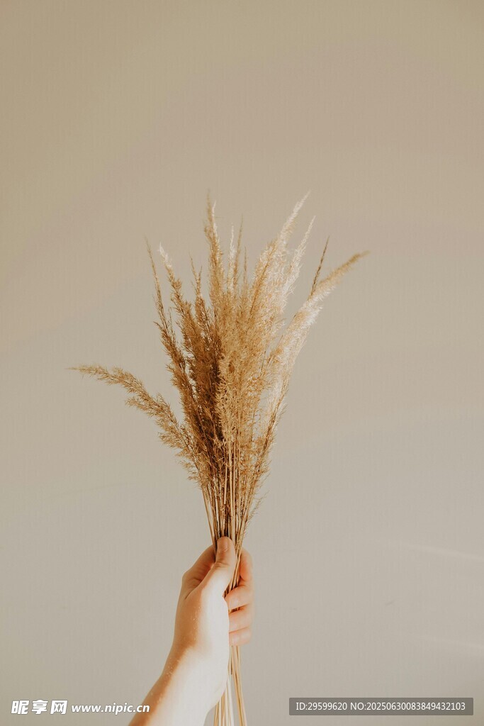 手持干花的唯美瞬间