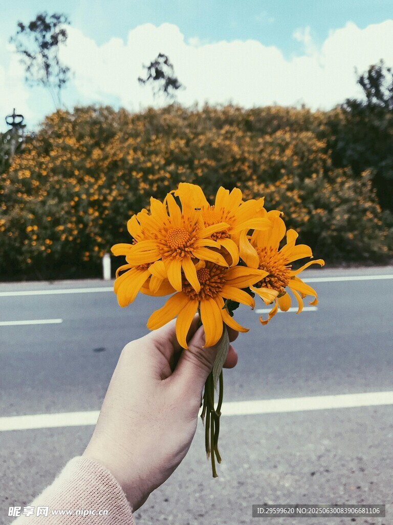 手持黄花于路畔