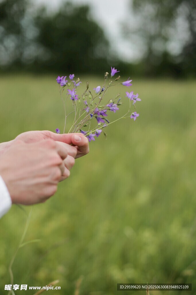 手捧紫花于绿野间