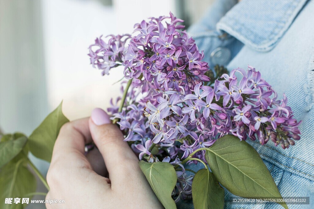 手捧紫丁香花束