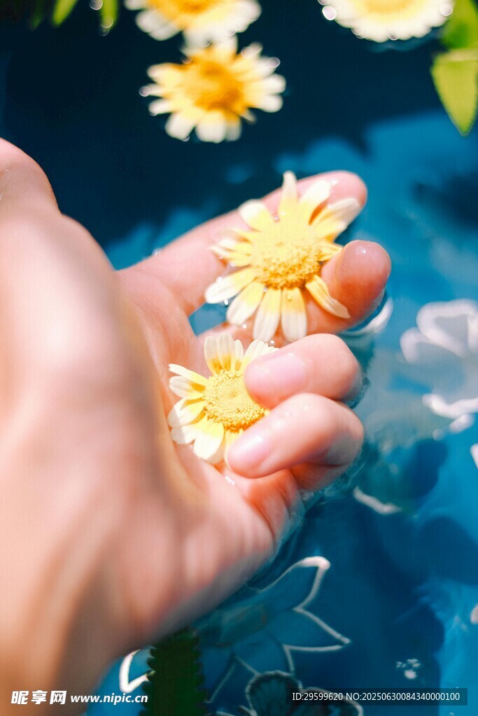 手捧水中绽放小雏菊