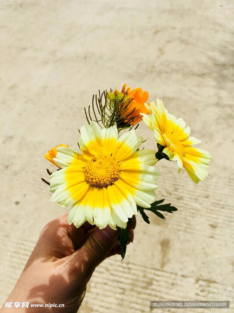 手持清新雏菊小花束