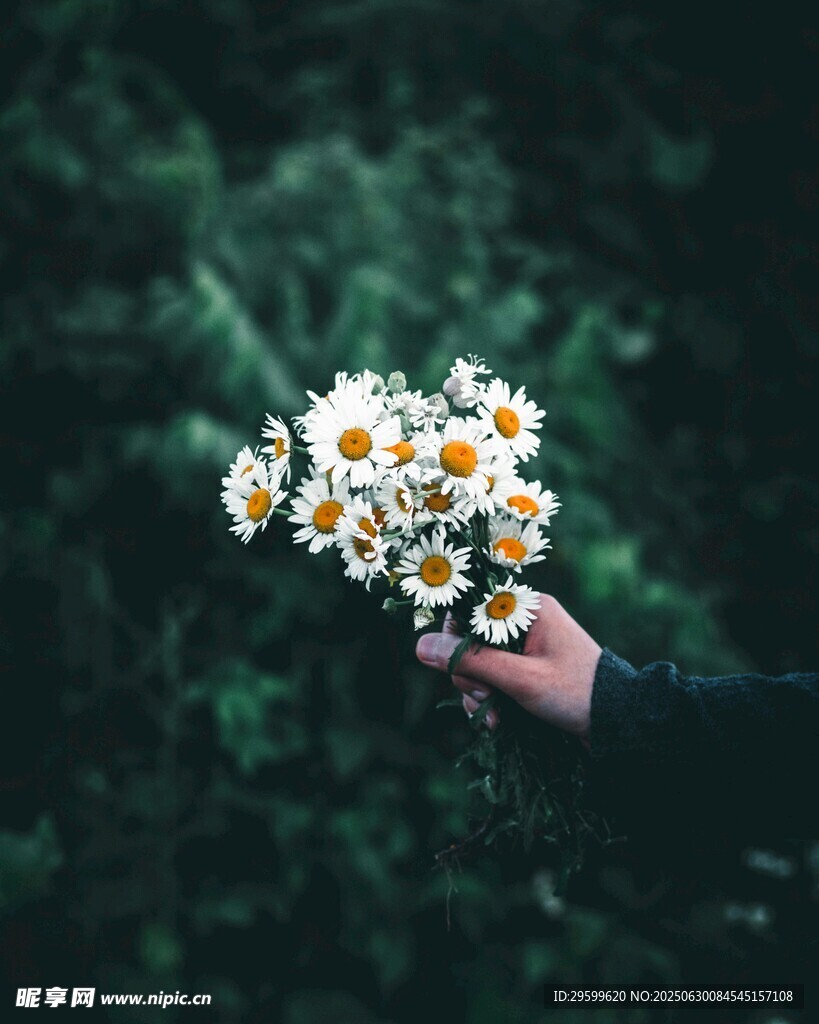 手捧雏菊 