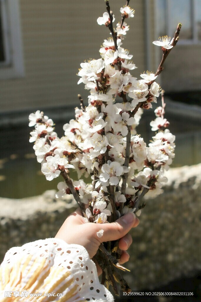 手捧绽放白花的花枝