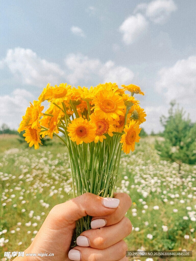 手捧黄花于烂漫花田