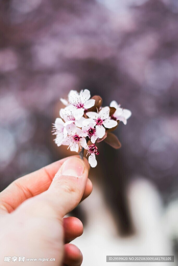 手捧娇美樱花