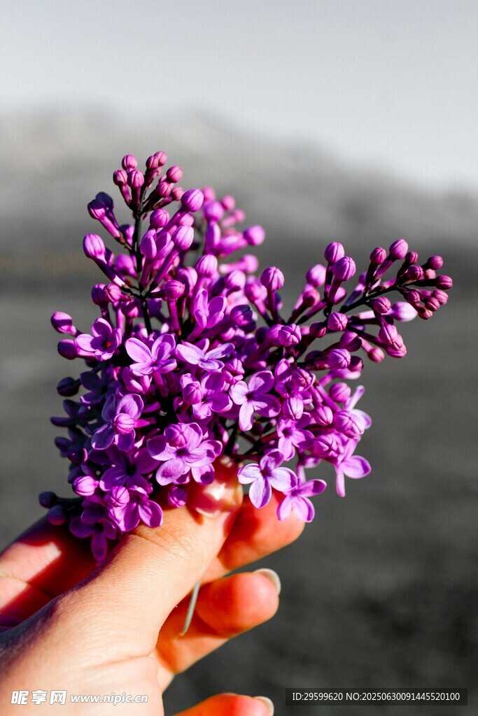 手捧紫丁香花束