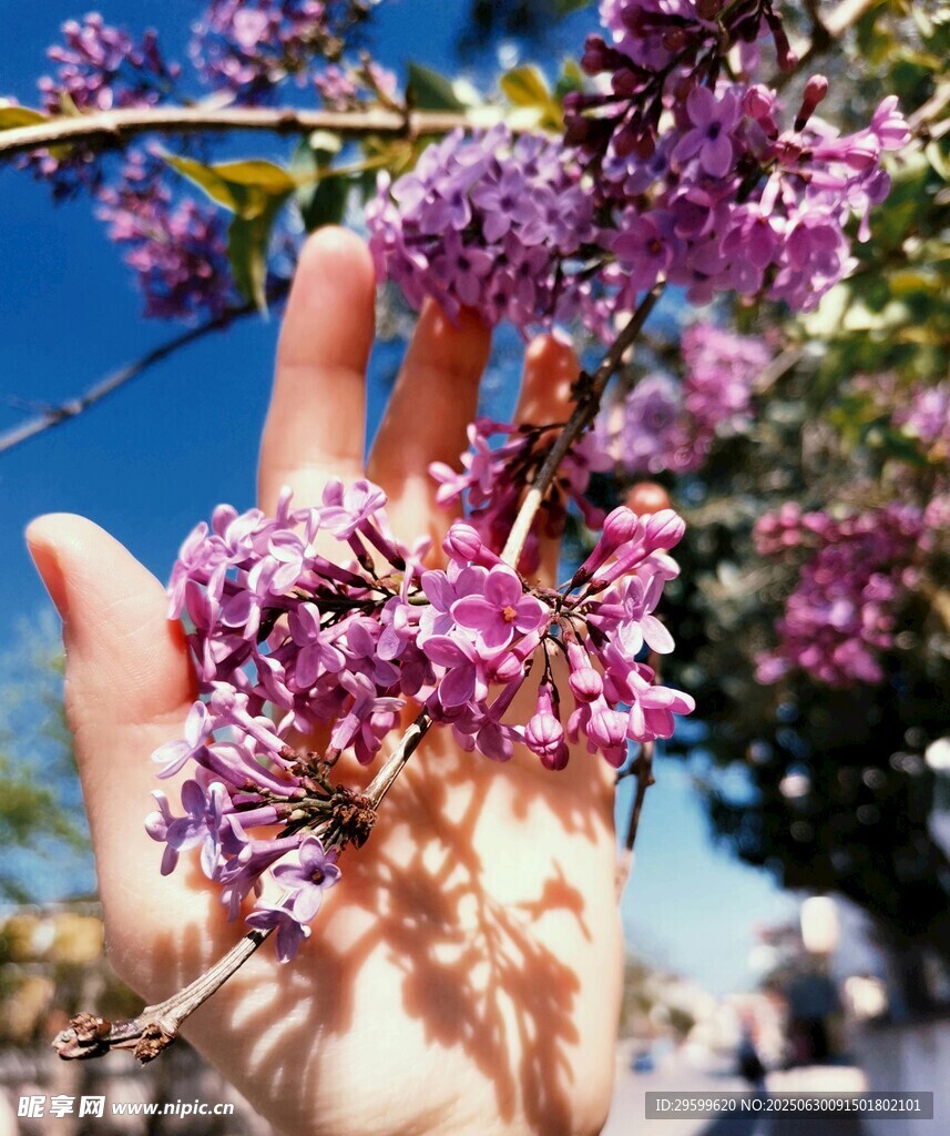 手捧紫丁香花