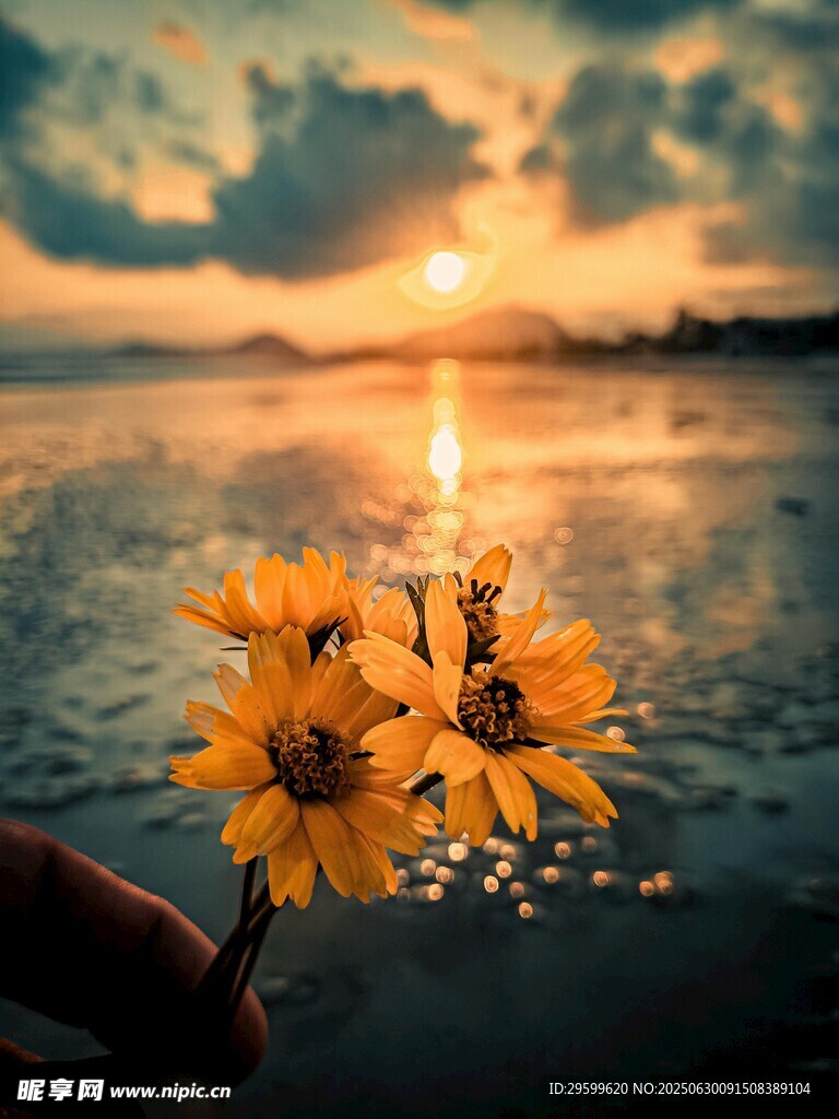 夕阳下手持绽放小黄花