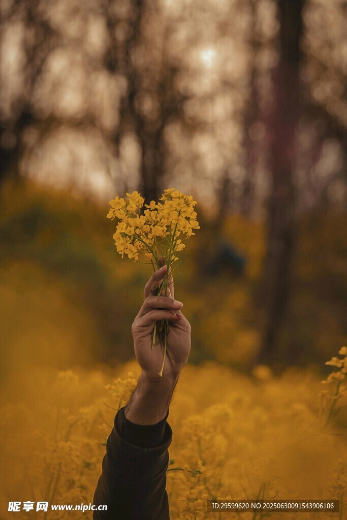 手捧黄花于秋日美景中