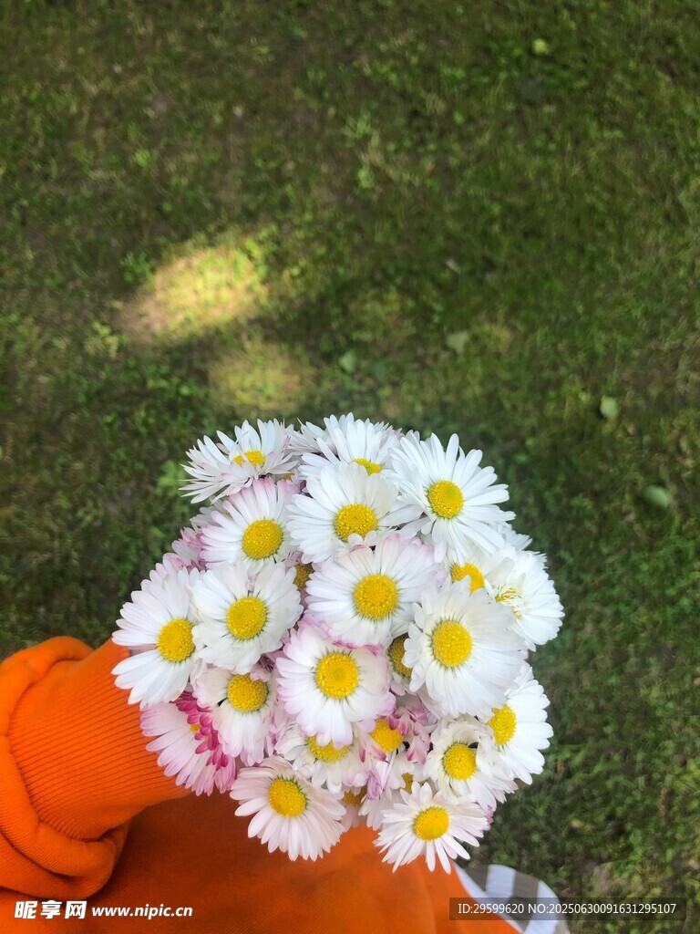 手捧雏菊的温馨瞬间