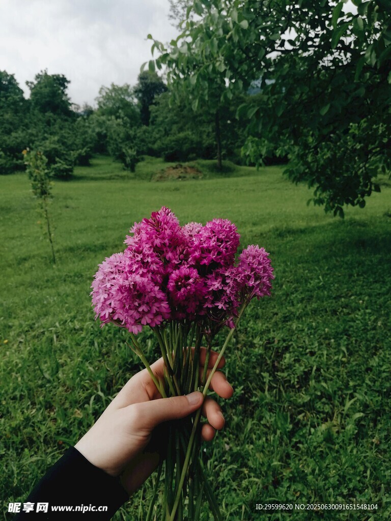 手捧娇艳紫花于绿野