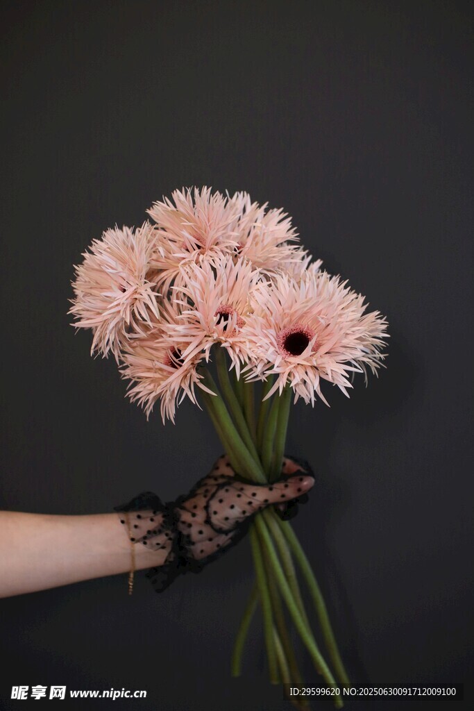 手捧粉色非洲菊