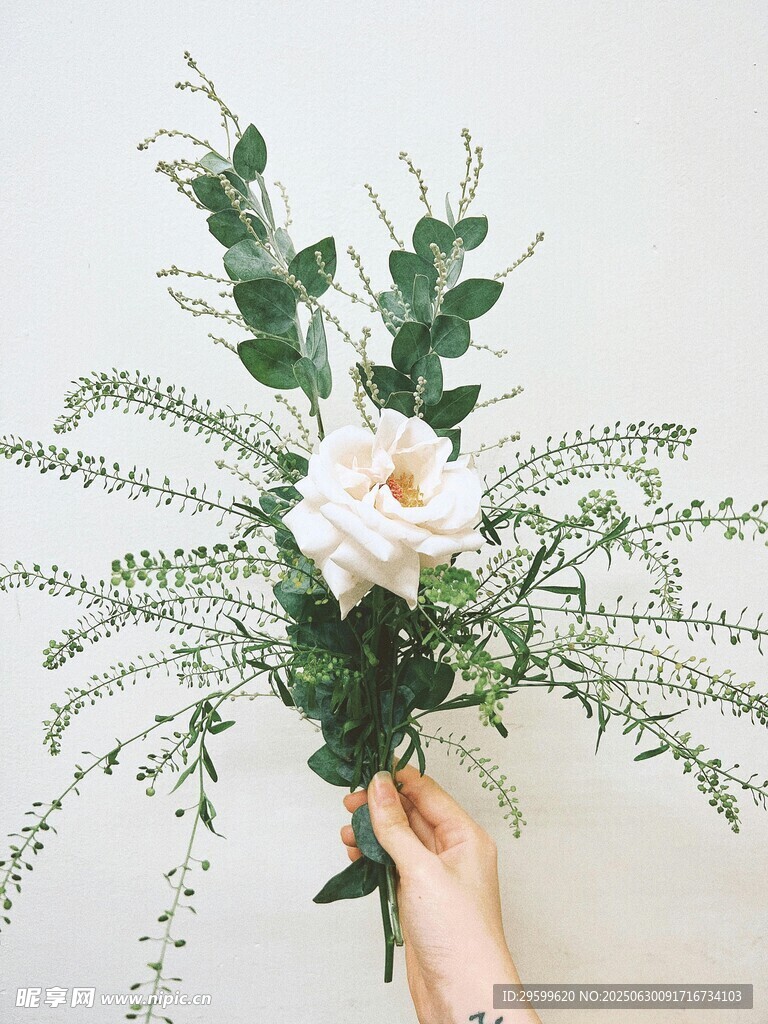 手持白玫瑰绿植花束