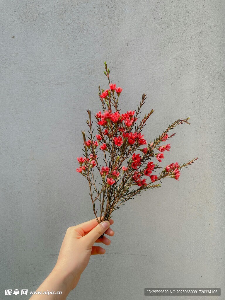 手持红枝花卉特写
