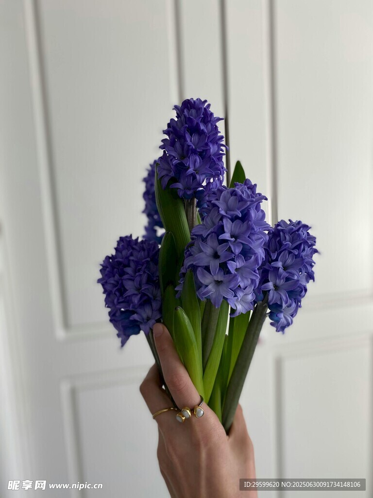 手持紫风信子花束