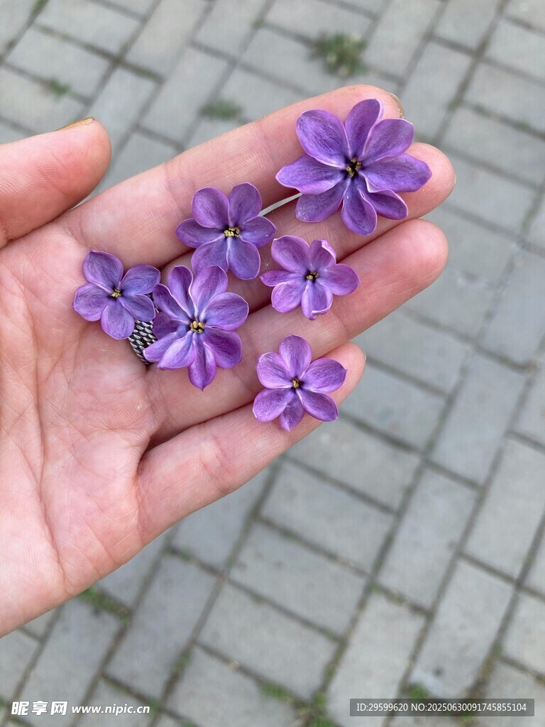 手心里的紫色小花