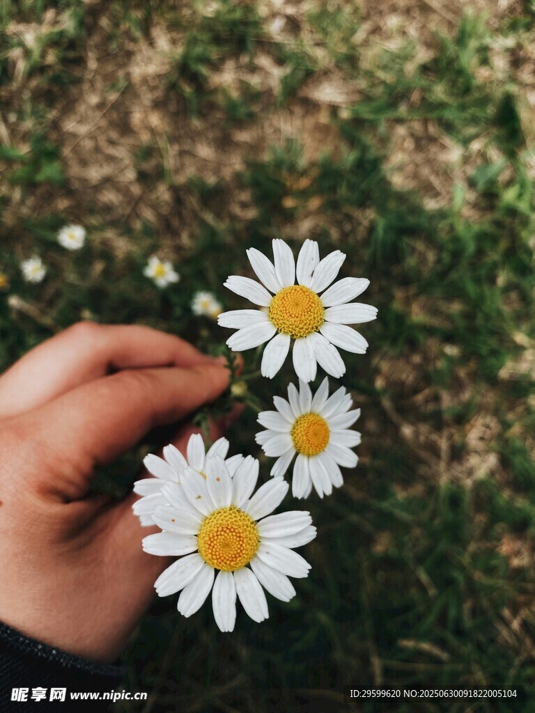 手捧雏菊的清新瞬间
