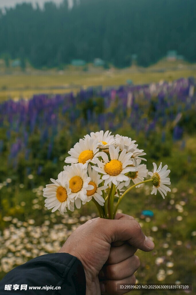手捧雏菊于花海中