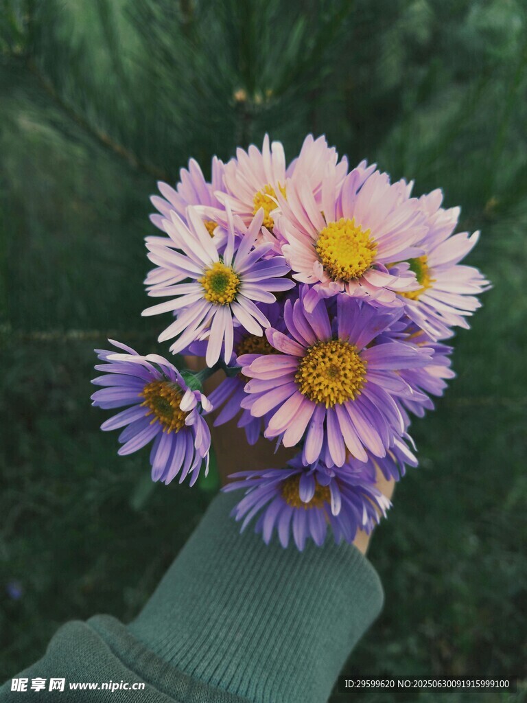 手捧多彩雏菊