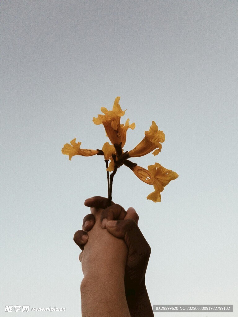 手托黄花 