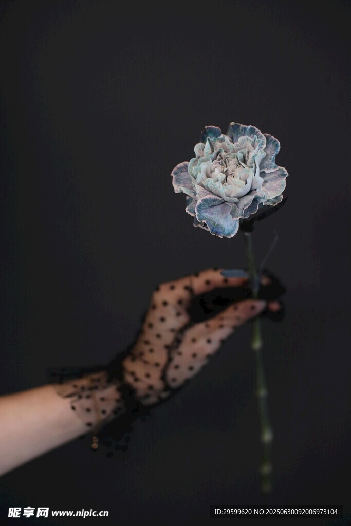 蕾丝手套持青花瓷花
