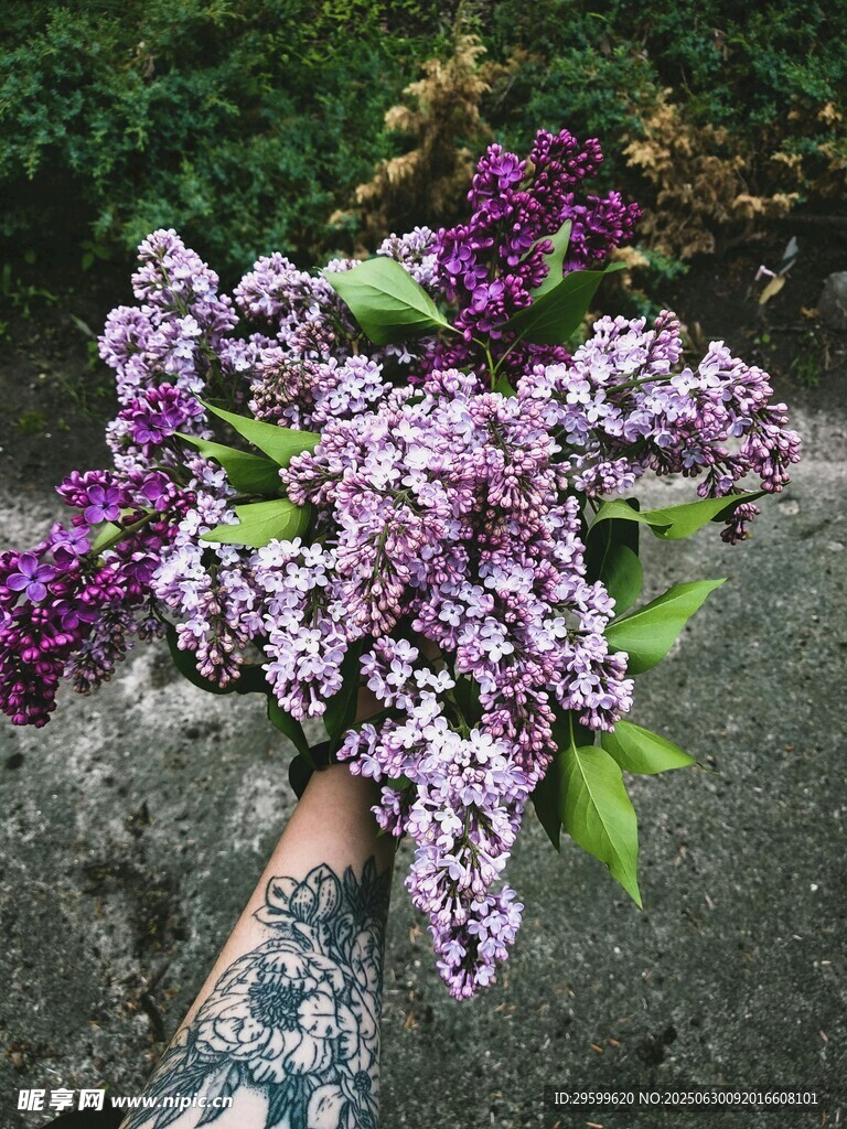 手捧紫丁香花束