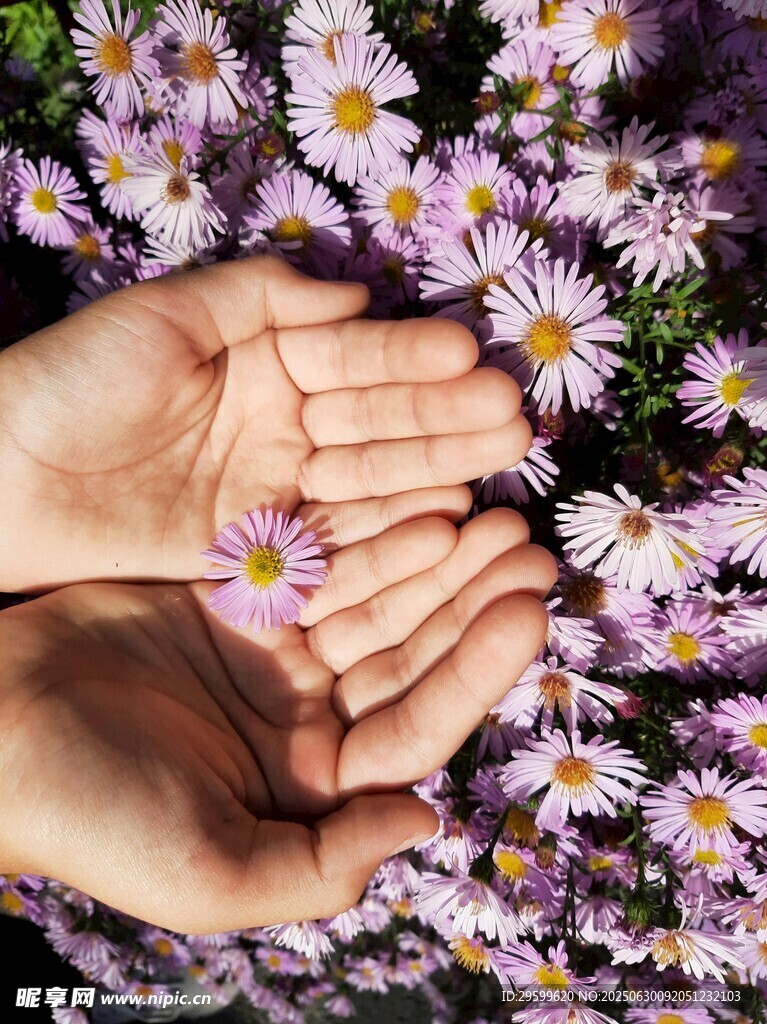 双手捧花 