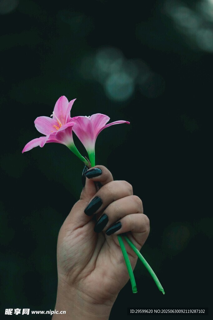 手捧娇艳粉色小花