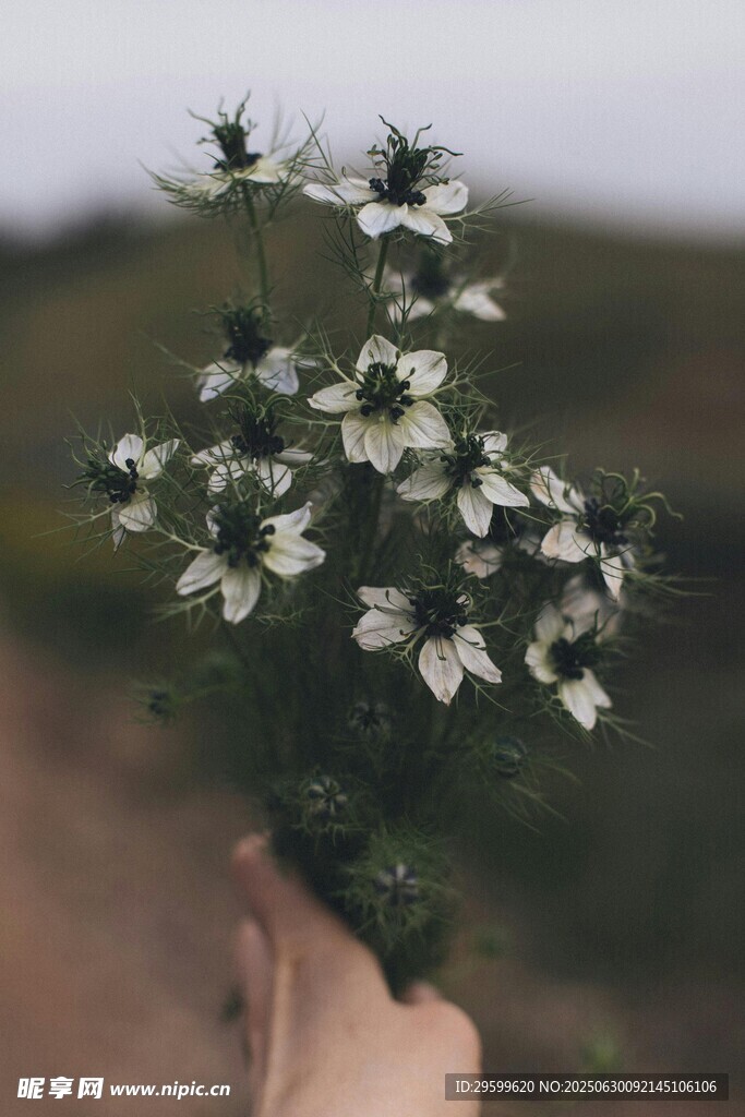 手捧素雅小白花