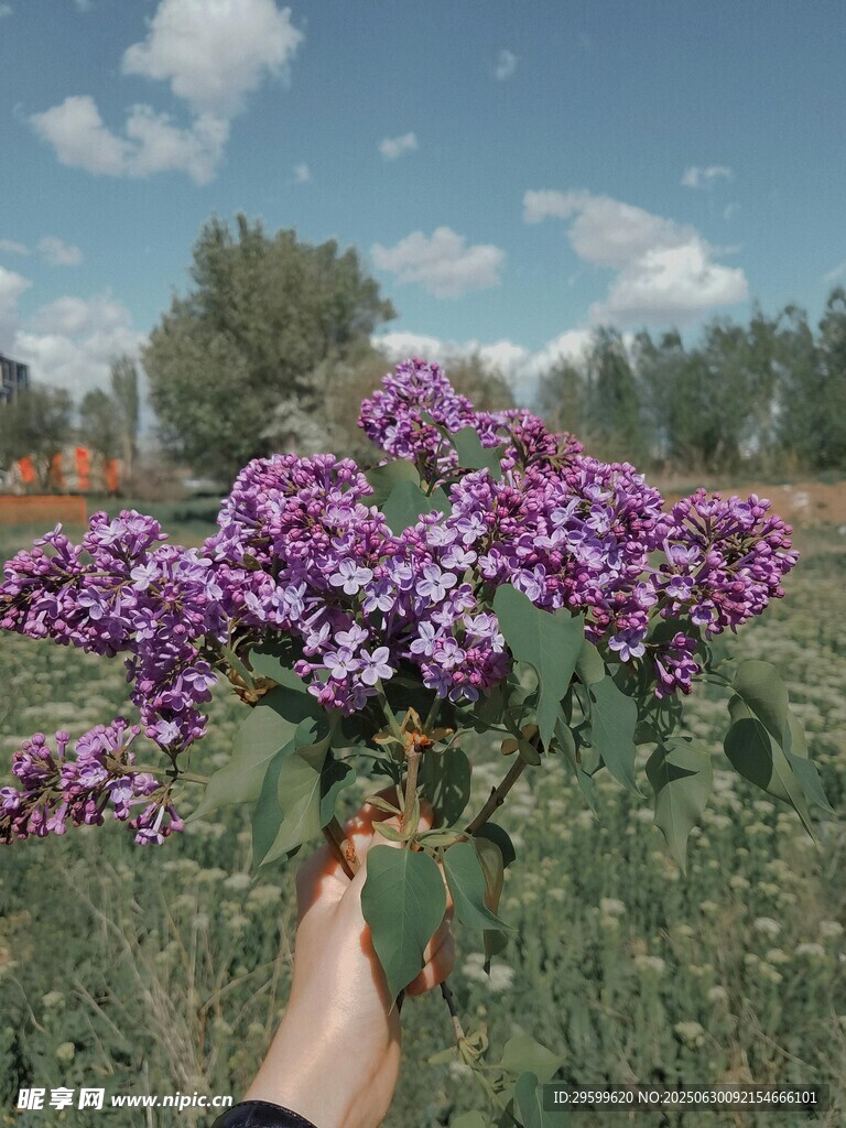 手持紫花于户外美景中