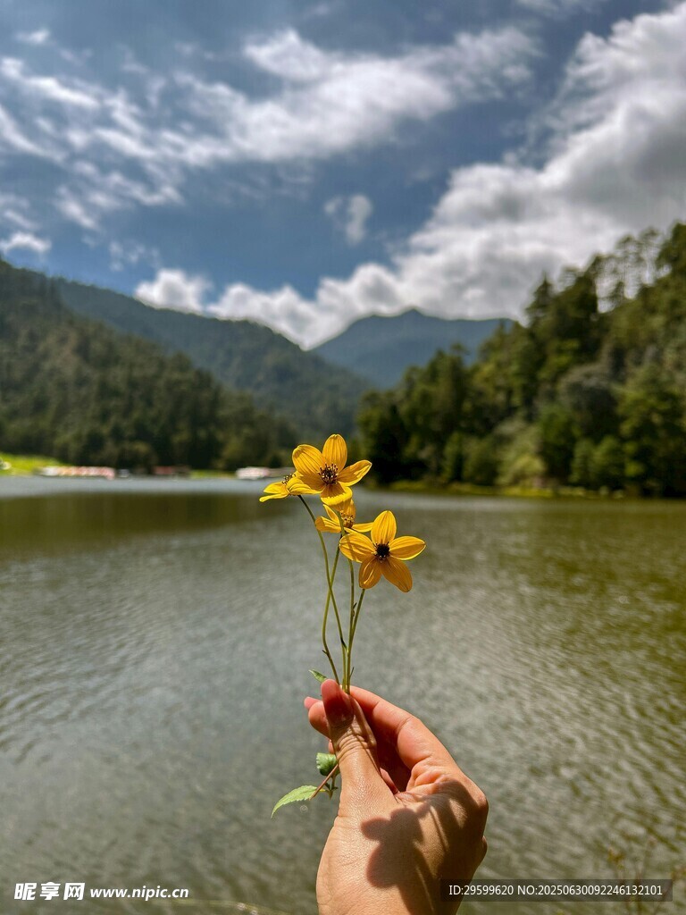 湖畔手持黄花的惬意瞬间