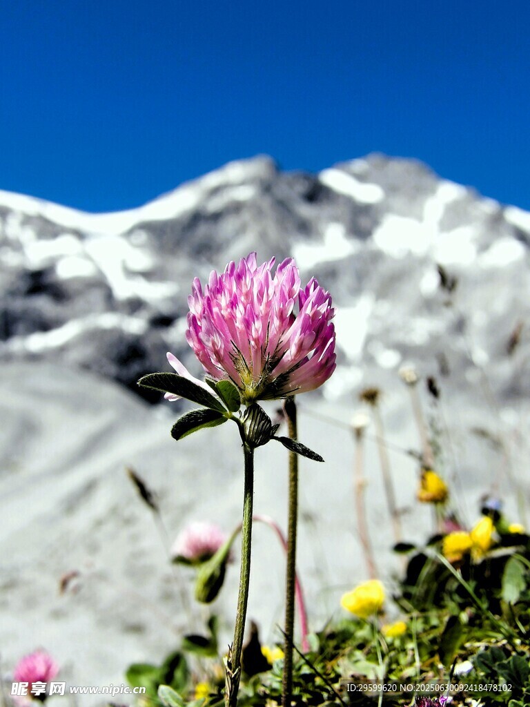 雪山下的娇艳野花