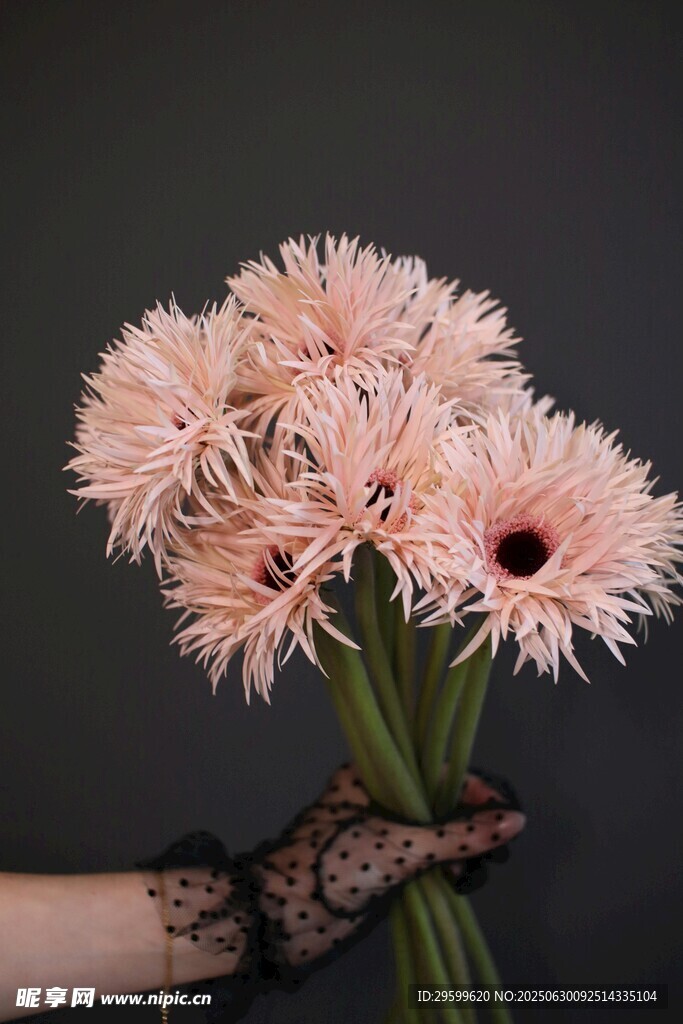 手捧粉色非洲菊花朵