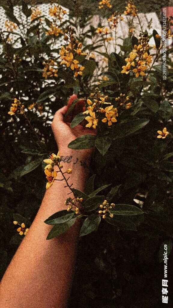 手触繁花间