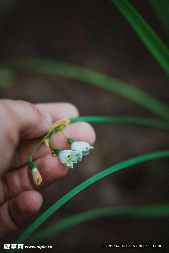 手捧多彩植物小饰品