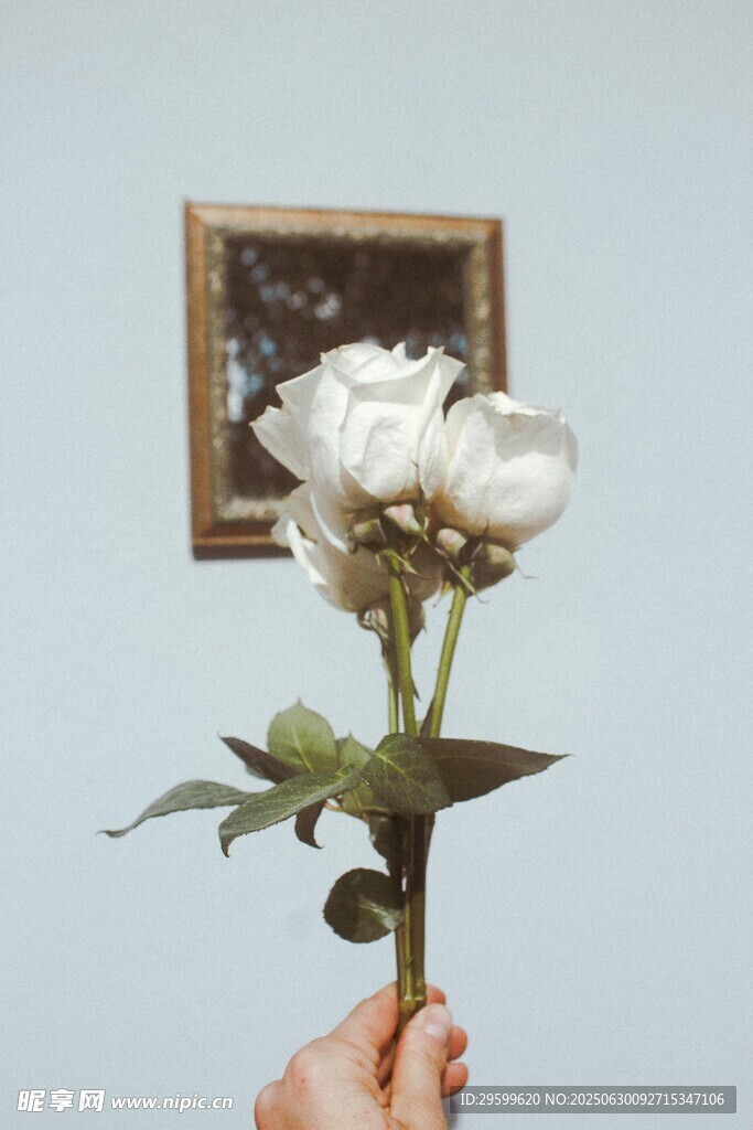 手持棉花花束与相框画面