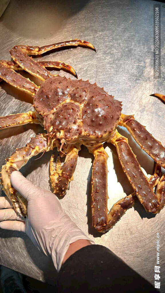 手握大螃蟹特写