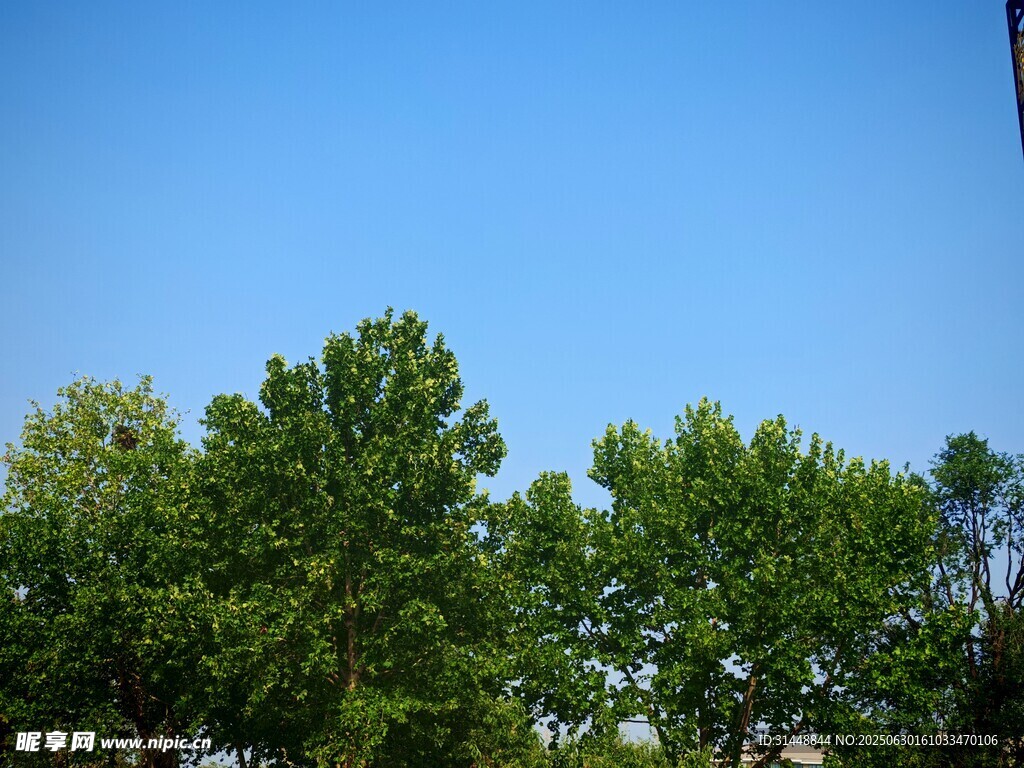 蓝天绿树风景图
