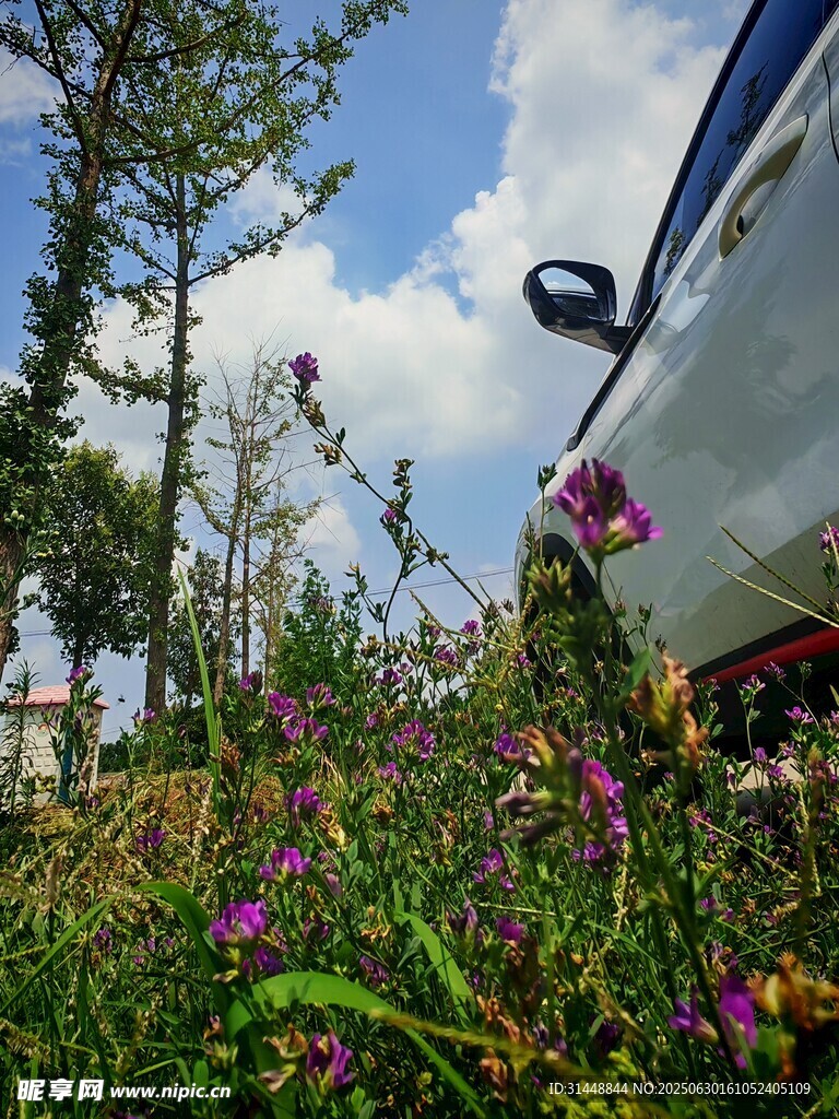 列车旁绽放的多彩野花