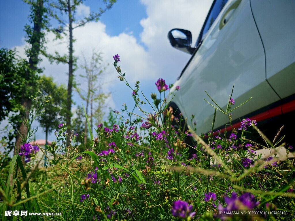 车旁花草间的自然景致