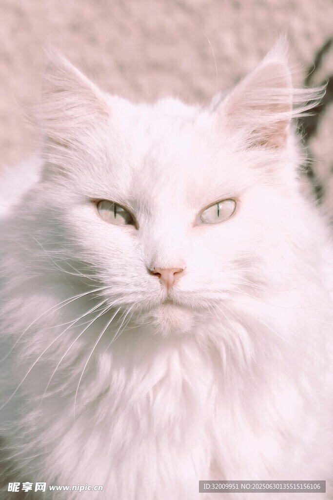 白毛猫咪特写