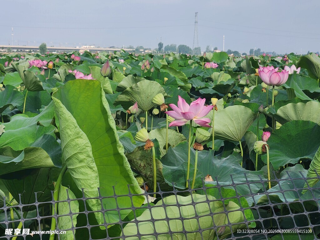 夏日荷塘荷花绽放美景