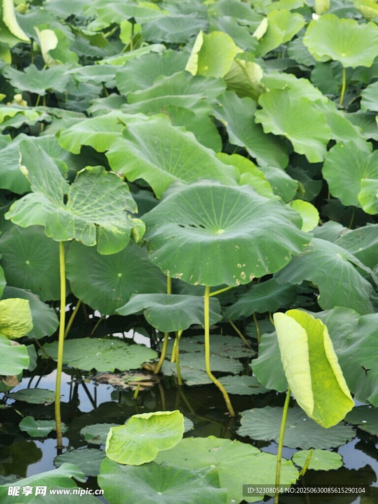 荷叶田田 