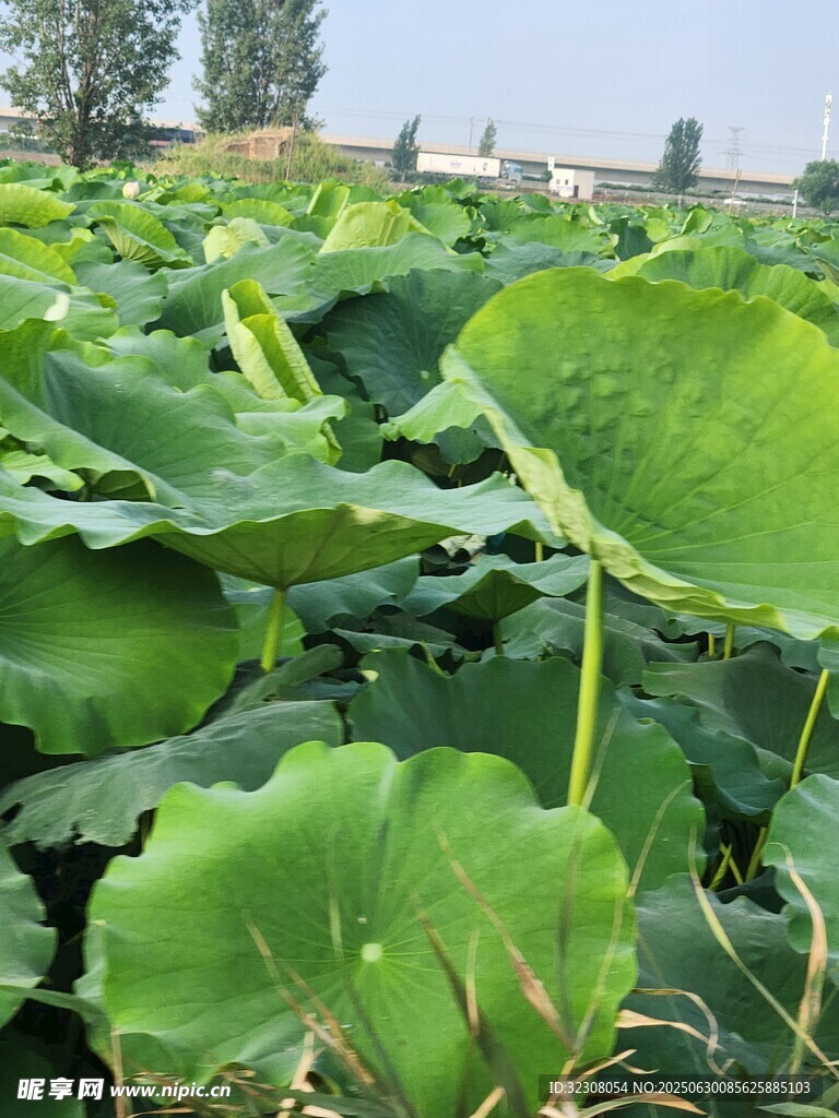 夏日荷塘荷叶茂盛