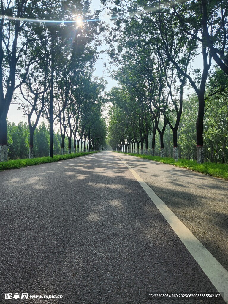 林间阳光大道