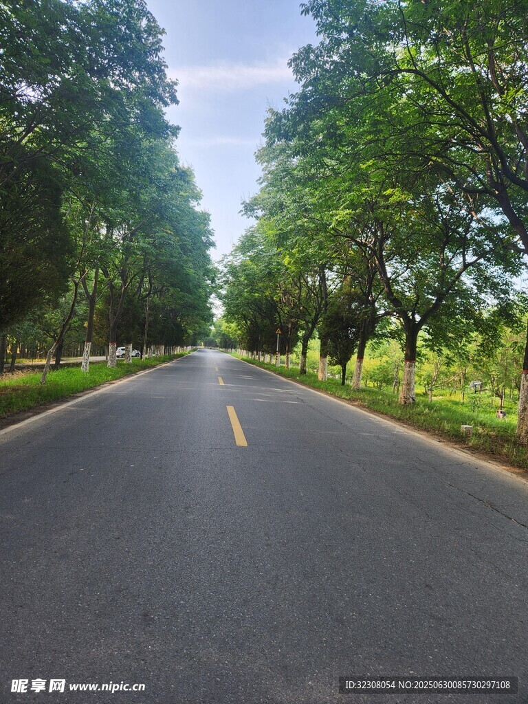 林荫大道 