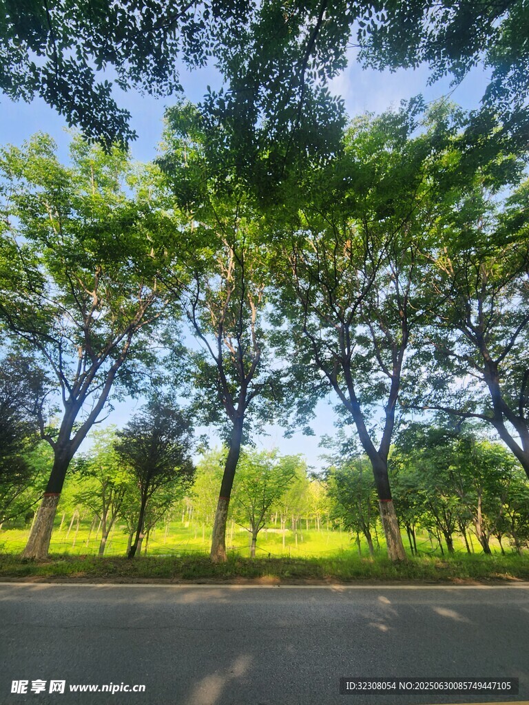 林荫道路 