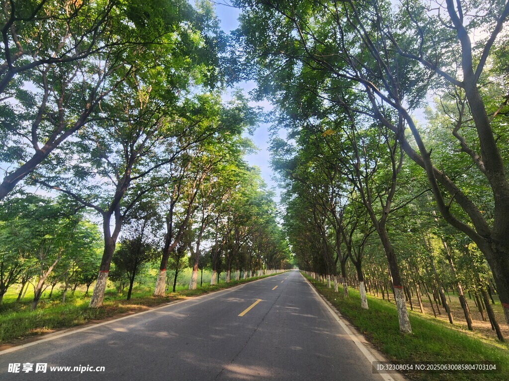 林间静谧小路