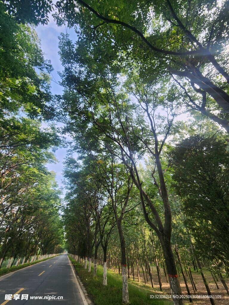 林间幽静小路 